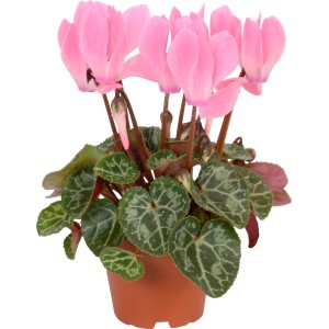 Mini ciclamino rosa in vaso, pianta da interno.