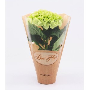 Ortensia da interno con fiori verde chiaro in confezione regalo, vaso da 8,5 cm.