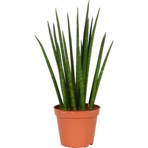 Sansevieria cylindrica in vaso, una pianta d'appartamento facile da curare con un tocco esotico.