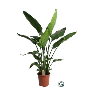 Pianta verde da interno t.b.t. in vaso marrone.