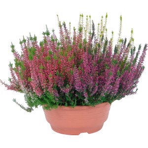 Erica & Calluna colorata in vaso, vari colori.