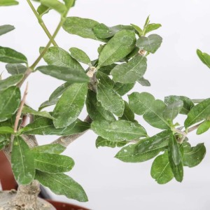 Fockea edulis Caudex pianta succulenta vaso Ø 12 cm