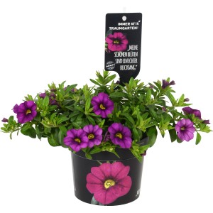 Callie Purple Calibrachoa in vaso da 12 cm con fiori viola e foglie verdi.