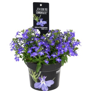 Lobelia Techno Blue in vaso, pianta verticale blu brillante per aiuole, balconi e vasi.
