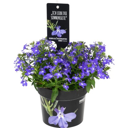 Lobelia vaso Ø 12 cm