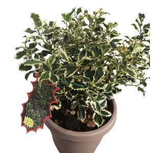 Agrifoglio del Giappone (Ilex crenata) in vaso, con foglie variegate verde e bianco.
