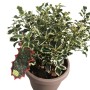 Agrifoglio del Giappone (Ilex crenata) in vaso, con foglie variegate verde e bianco.