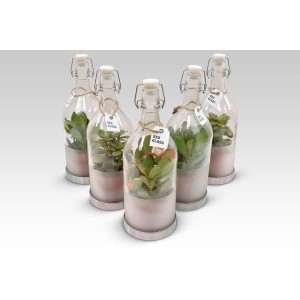 Diverse piante grasse in bottiglie di vetro con chiusura a staffa, Categoria: Piante grasse.