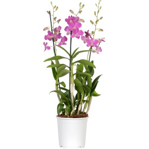 Orchidea bambù Sa-Nook con fiori rosa in vaso bianco, diametro vaso circa 19 cm.