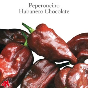 Peperoncino Habanero Chocolate, una varietà di Ortaggi da frutto.