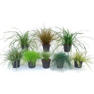 Diverse erbe di bambù t.b.t. in vaso, ideali per giardino e balcone.