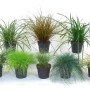 Diverse erbe di bambù t.b.t. in vaso, ideali per giardino e balcone.