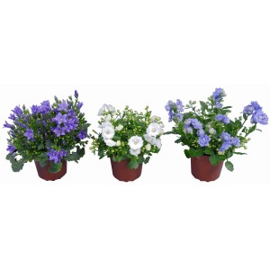 Mini campanula in vaso, vari colori. Pianta fiorita decorativa per interni.
