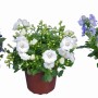 Mini campanula in vaso, vari colori. Pianta fiorita decorativa per interni.