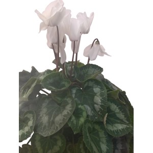 Pianta da vaso bianca con foglie verdi.