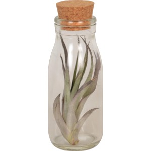 Tillandsia in vetro con tappo di sughero, vaso di circa 11 cm. Pianta d'appartamento decorativa.