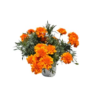 Calendule arancioni (Tagetes) in vaso. Pianta da giardino decorativa e fiorita.