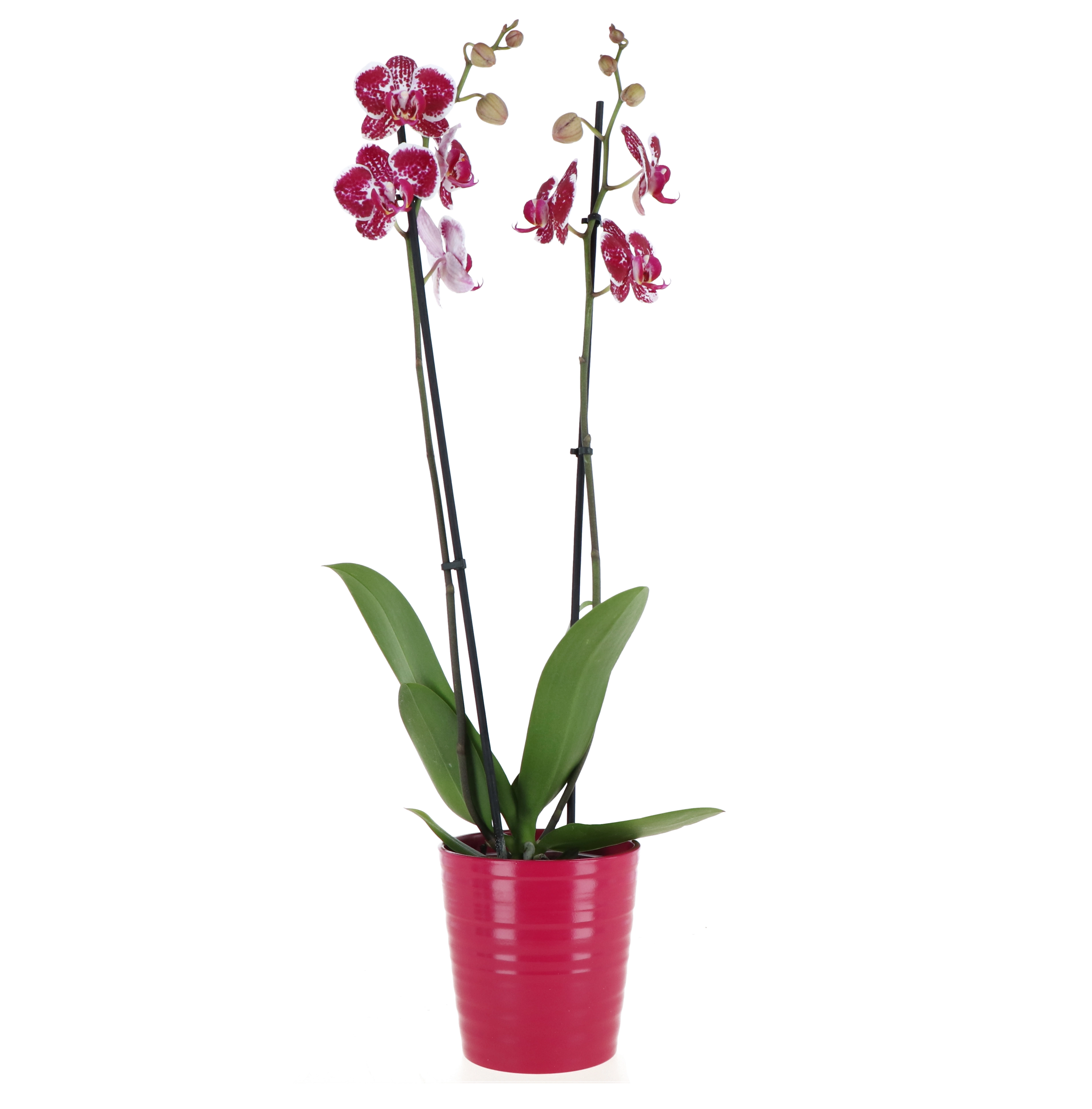 Orchidea Phalaenopsis due rami con vaso ceramica 12 cm