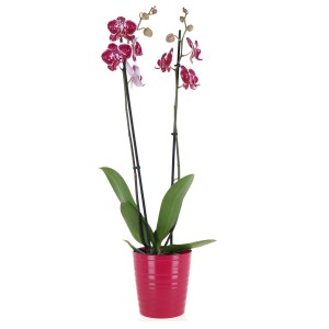 Orchidea maculata in vaso rosa.