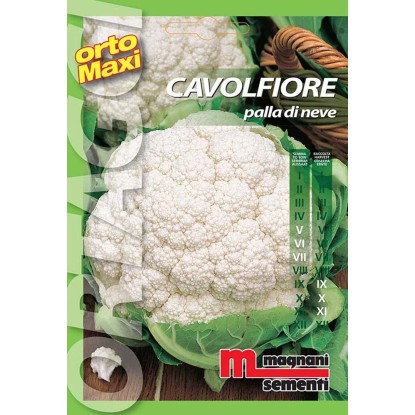 Semi orto maxi Cavolfiore palla di neve