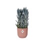 Vaso Elho Vibes Fold, Ø 25 cm, rosa tenue, con pianta. Vaso decorativo per interni.