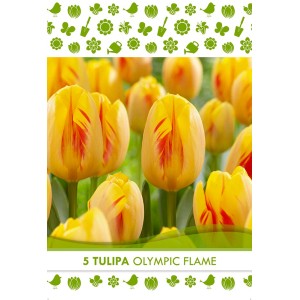 Bulbi di tulipano 'Olympic Flame' giallo-rossi per la primavera.