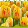 Bulbi di tulipano 'Olympic Flame' giallo-rossi per la primavera.