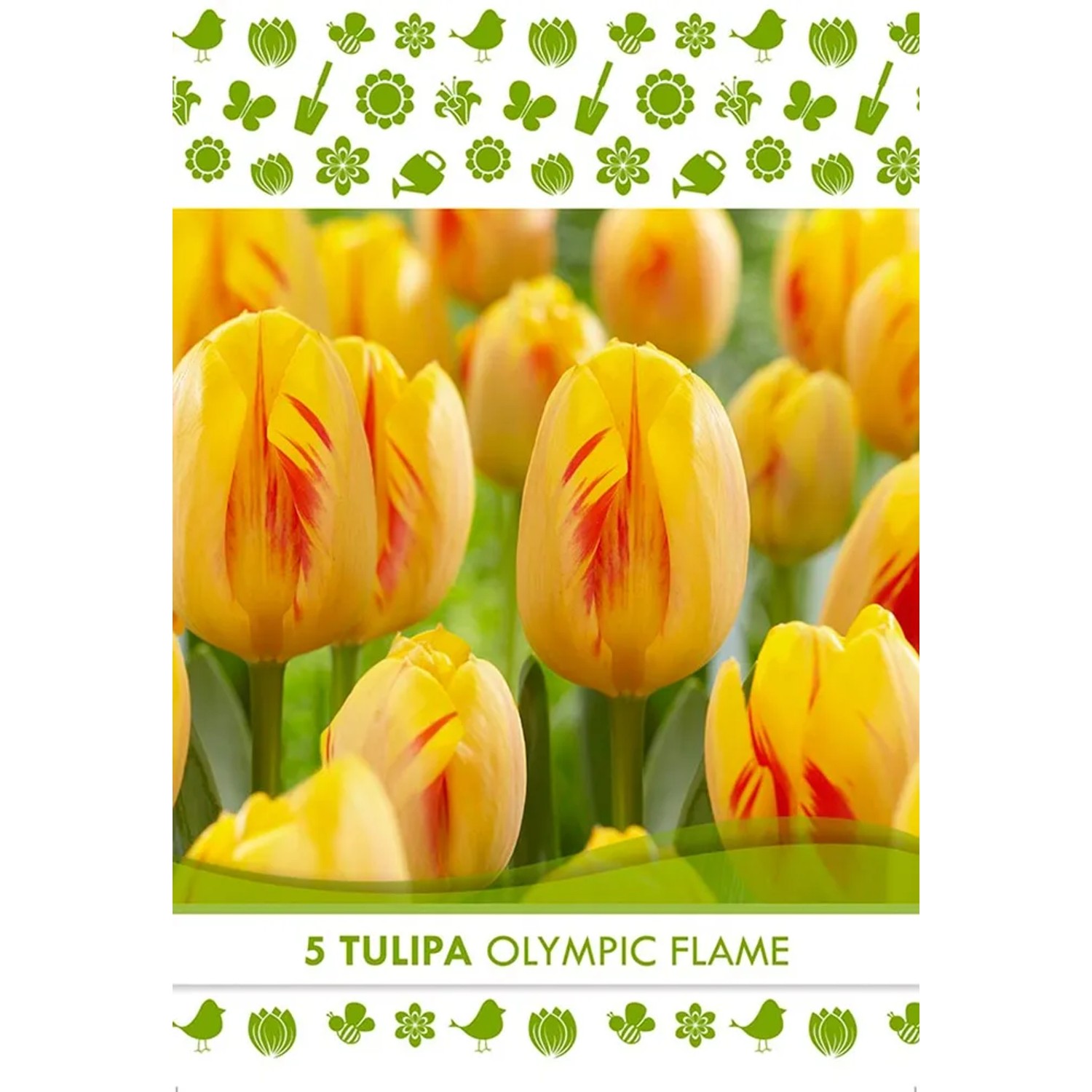Bulbi di tulipano 'Olympic Flame' giallo-rossi per la primavera.