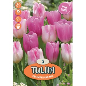Tulipani rosa Triumph Pink Mix, 5 pezzi. Fiori delicati per il giardino.