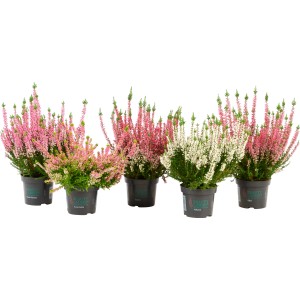 Piante di erica Erica & Calluna di vari colori in vaso.