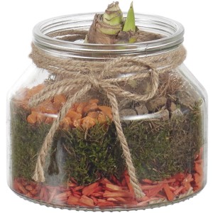 t.b.t. composizione di piante in vetro con nastro di iuta. Pianta d'appartamento decorativa.