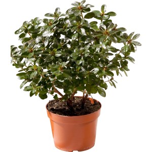 Azalea verde in vaso marrone per interni.