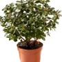 Azalea verde in vaso marrone per interni.