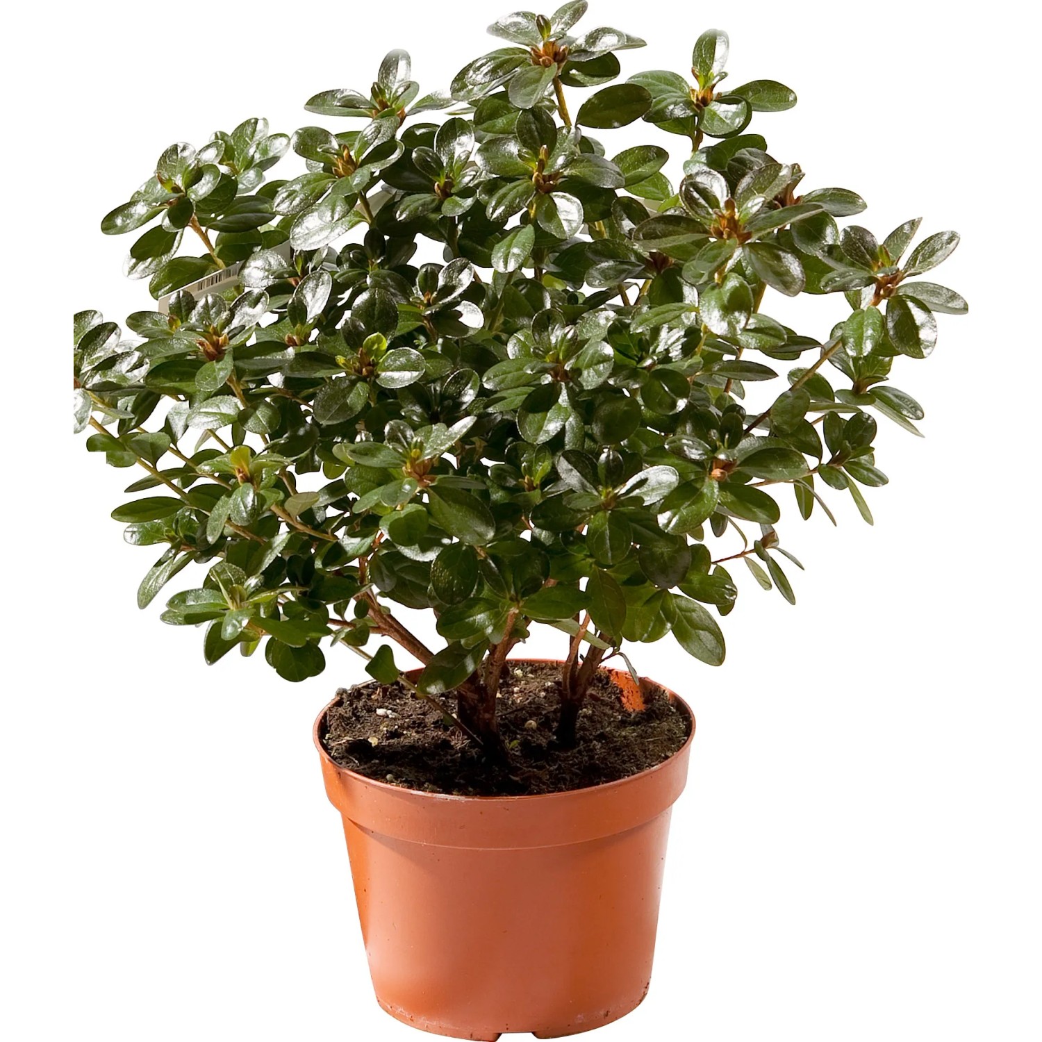 Azalea verde in vaso marrone per interni.