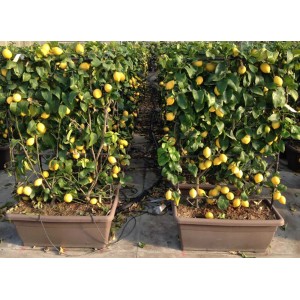 Albero di limone in vaso: Albero rigoglioso con limoni gialli maturi. Ideale come albero da frutto decorativo.