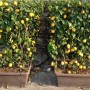 Albero di limone in vaso: Albero rigoglioso con limoni gialli maturi. Ideale come albero da frutto decorativo.