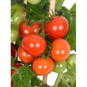 Pianta di pomodorini Pick & Joy in vaso con pomodori rossi e verdi.