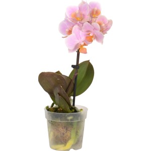 Mini orchidea farfalla (Phalaenopsis) con fiori rosa in vaso.