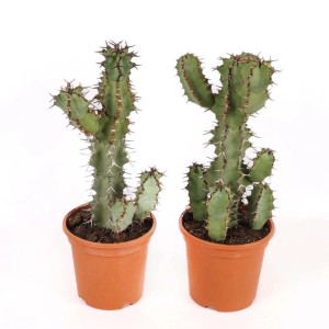 Euphorbia coerulescens pianta grassa vaso Ø 17 cm