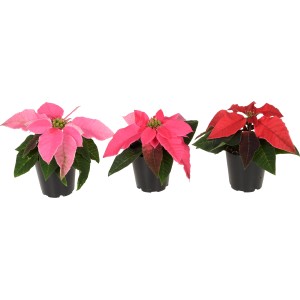 Mini stelle di Natale in mix di colori, vaso da circa 6 cm, vari colori.