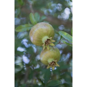 Melograni acerbi sull'albero, Categoria: Altri alberi da frutto.