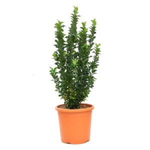 Euonymus japonicus 'Benkomasaki'