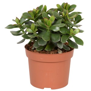 Crassula Minova Magic in vaso marrone, una succulenta facile da curare.