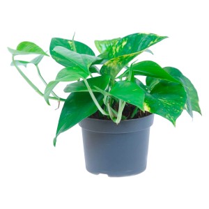 GROW by OBI Pothos Aureum in vaso, pianta d'appartamento verde con accenti gialli.