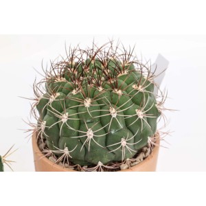 Cactus globoso in vaso, succulenta verde con spine.