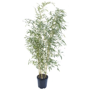 Bambù in vaso, foglie verdi, arbusto decorativo per giardino e terrazzo.