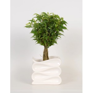 Pianta verde in vaso di ceramica bianca, vari tipi, vaso-Ø ca. 12 cm.