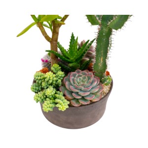 Diverse piante grasse e cactus in un vaso.