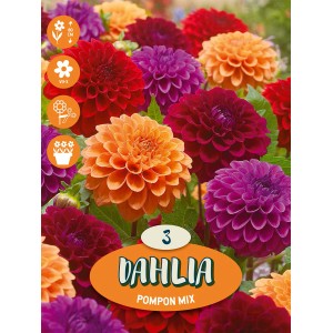 Mix colorato di dalie pompon come bulbi da fiore per aiuole e giardini.