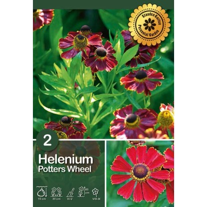 Helenium "Potter`s Wheel"
